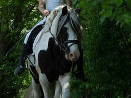 DSC_0110-060